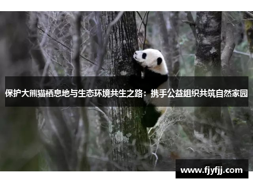 保护大熊猫栖息地与生态环境共生之路：携手公益组织共筑自然家园